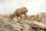PICTURES/Mt. Evans - Idaho Springs, Colorado/t_Sheep4.JPG